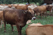 Beef merchants hold protest against cattle attack, check on cattle trucks